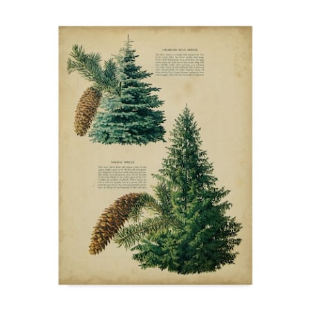 Unknown 'Colorado Blue Spruce & Norway Spruce' Canvas Art,18x24